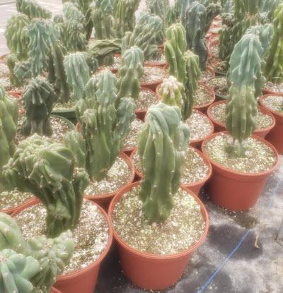 8" Cactus Cereus Monstrosus